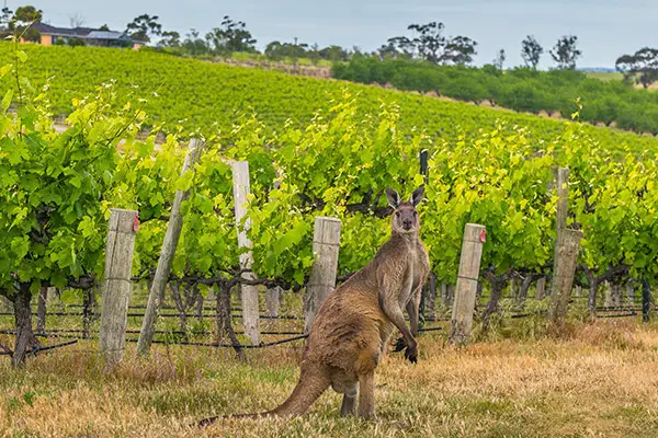 Spirits of Pawling Australian Wines